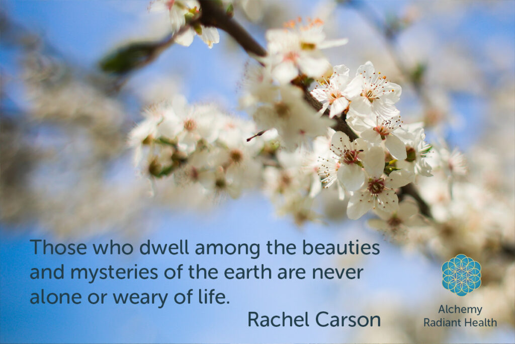 Rachel Carson Quote: Those who dwell among the beauties and mysteries of the earth are never alone or weary of life.
